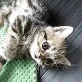 アメリカンショートヘア【京都府・女の子・2025年5月6日・ブラウンパッチドタビー】の写真6