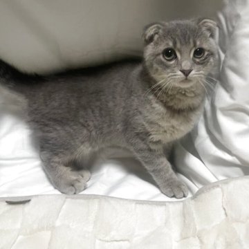 スコティッシュフォールド(折れ耳)【群馬県・男の子・2025年7月8日・ブルータビー（短毛）】の写真「フワフワな触りごこち🎵
ちょっぴりイタズラ好き❤」