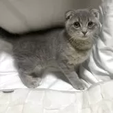 スコティッシュフォールド(折れ耳)