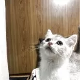 ミヌエット(長足)