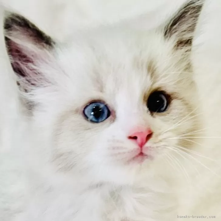 ID:2405-00625の子猫