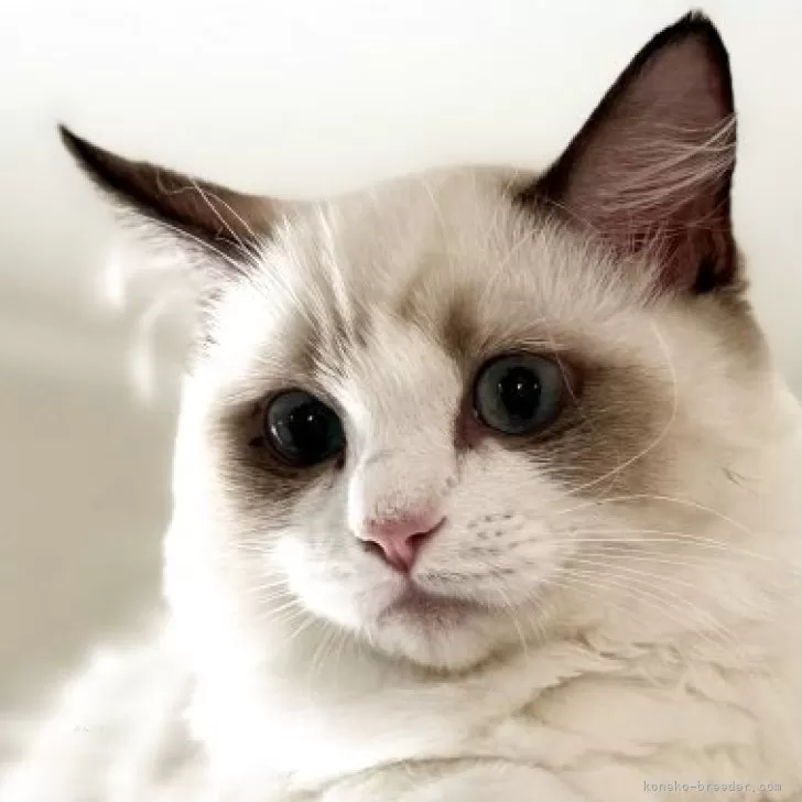 ラグドール【埼玉県・女の子・2025年6月10日・シールポイントバイカラー】の写真1「もふもふ美人の女の子です！」