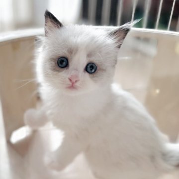 ラグドール【埼玉県・男の子・2025年6月9日・シールポイントバイカラー】の写真「パパ、ママのいいとこ取りの男の子！」