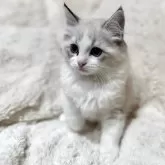 ラグドール【埼玉県・男の子・2025年10月23日・ブルーリンクスポイントバイカラー】の写真3