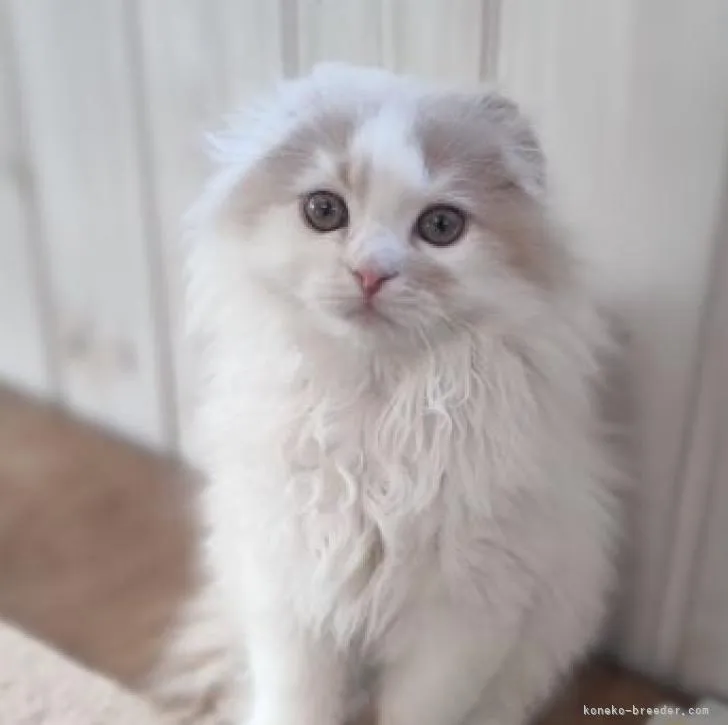 ID:2210-03204の子猫