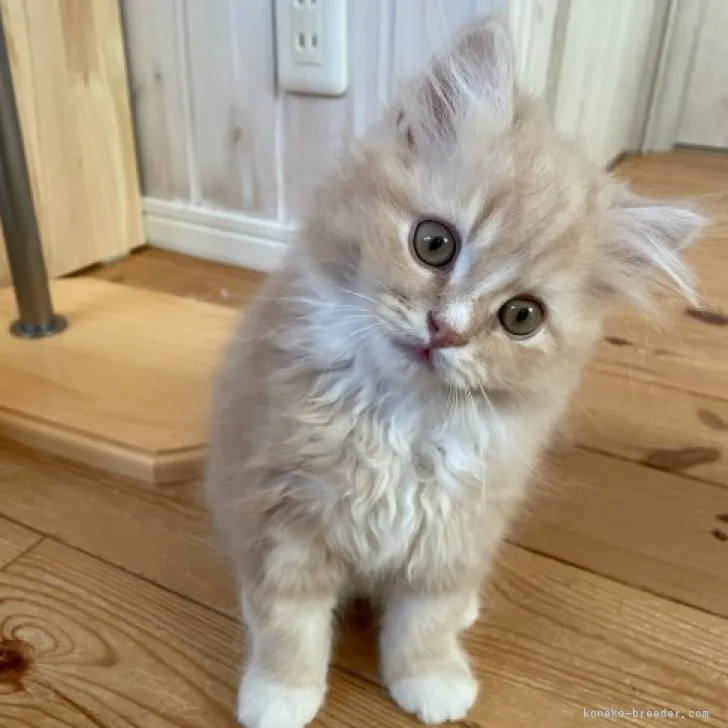 ID：2303-01344の子猫