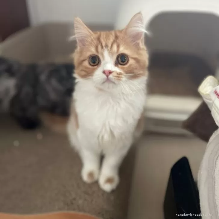 ID：2309-01800の子猫