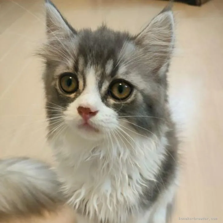 ID:2208-00311の子猫