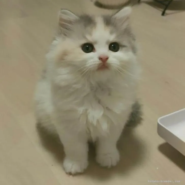 ID:2211-00024の子猫