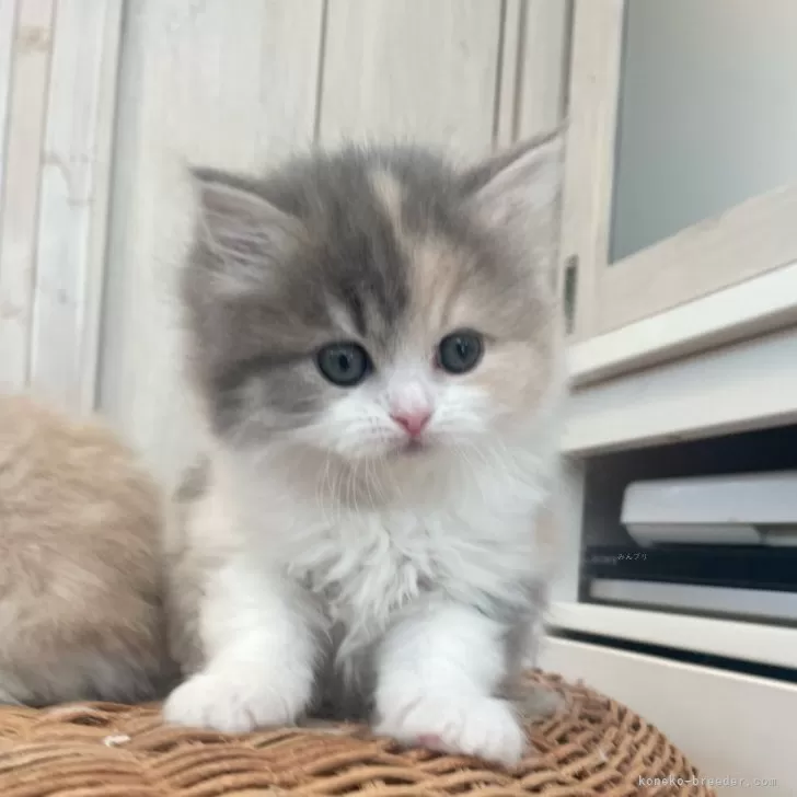 ID:2502-01847の子猫