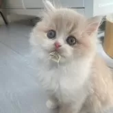 スコティッシュフォールド(立ち耳)【群馬県・男の子・2025年2月3日・クリーム&ホワイト】の写真2「ミルクのんで大満足🫶」