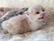 スコティッシュフォールド(立ち耳)【群馬県・男の子・2025年2月3日・クリーム&ホワイト】の写真6