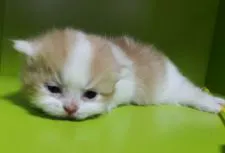 ミヌエット【千葉県・男の子・2020年11月3日・レッドタビー&ホワイト】の写真1