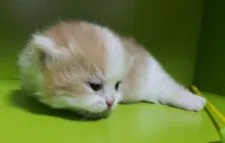 ミヌエット【千葉県・男の子・2020年11月3日・レッドタビー&ホワイト】の写真2