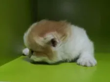 ミヌエット【千葉県・男の子・2020年11月3日・レッドタビー&ホワイト】の写真3