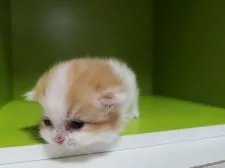 ミヌエット【千葉県・男の子・2020年11月3日・レッドタビー&ホワイト】の写真4