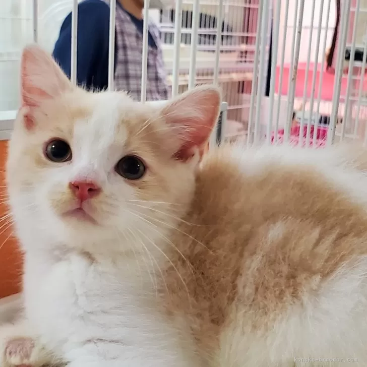 ID:2408-00107の子猫