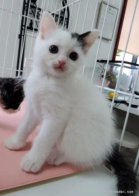 ID:2105-00227の子猫
