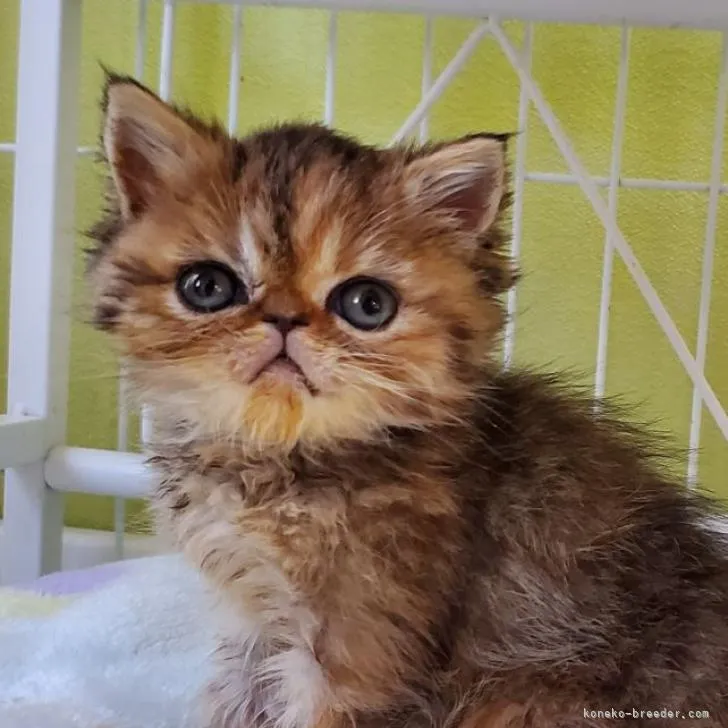 ID：2212-02174の子猫