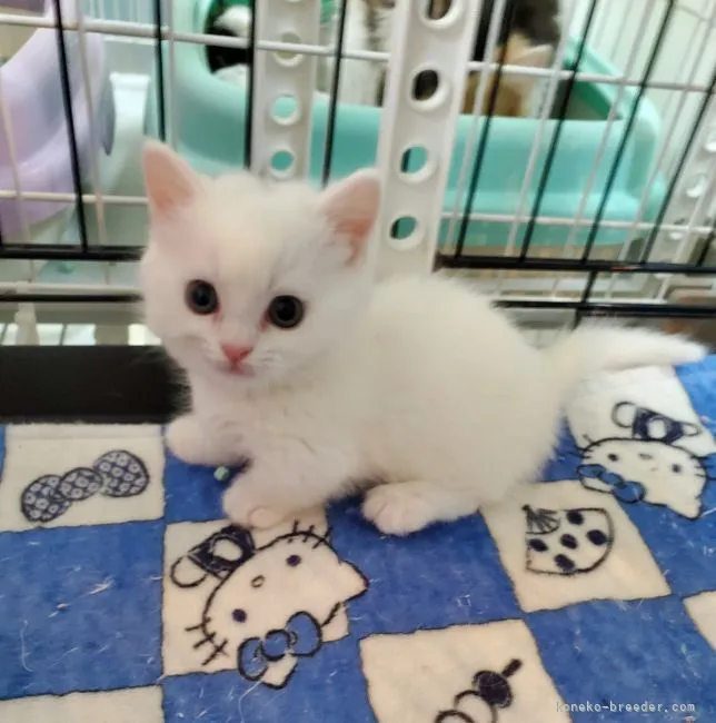 ID：2201-01120の子猫