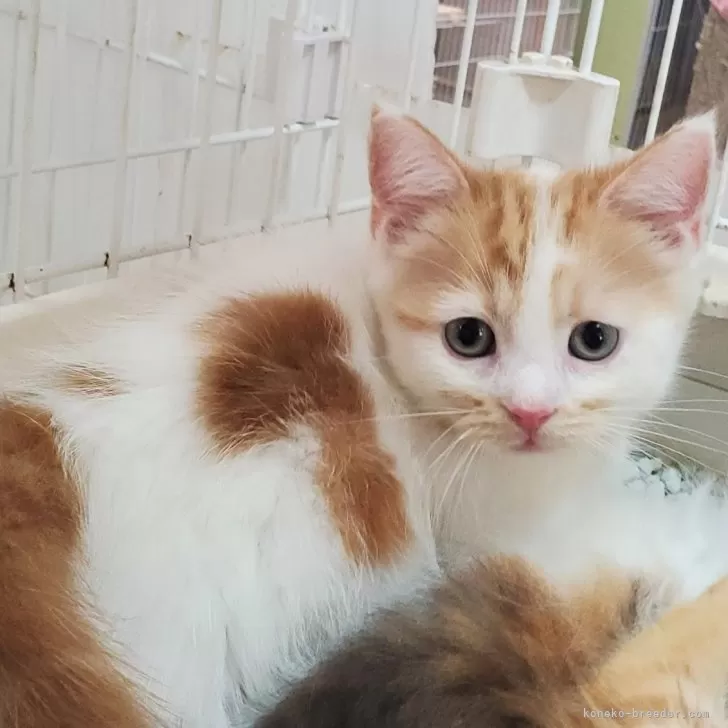 ID:2407-02906の子猫
