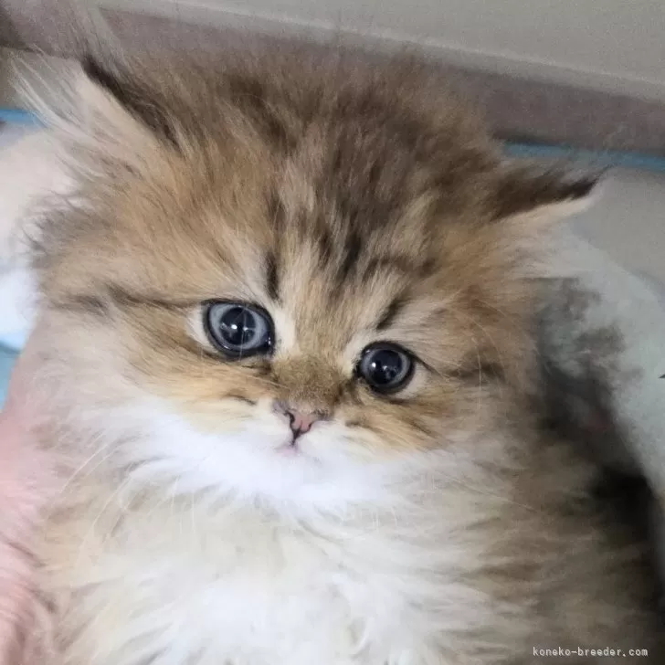 ID:2412-00074の子猫