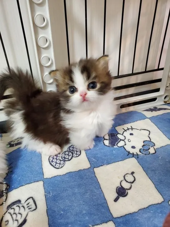 ID:2201-01119の子猫