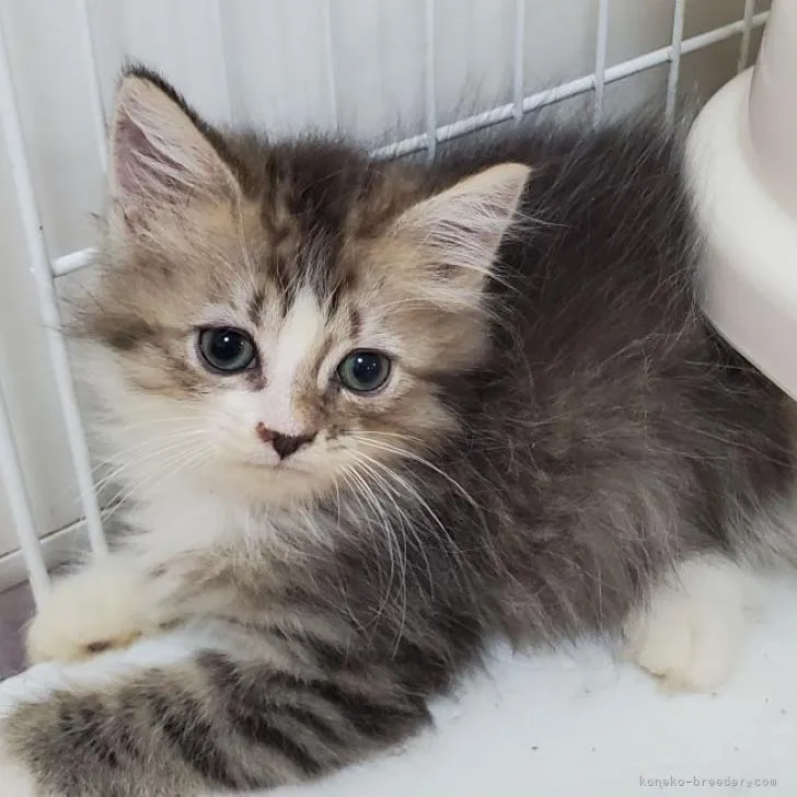 ID:2208-01344の子猫