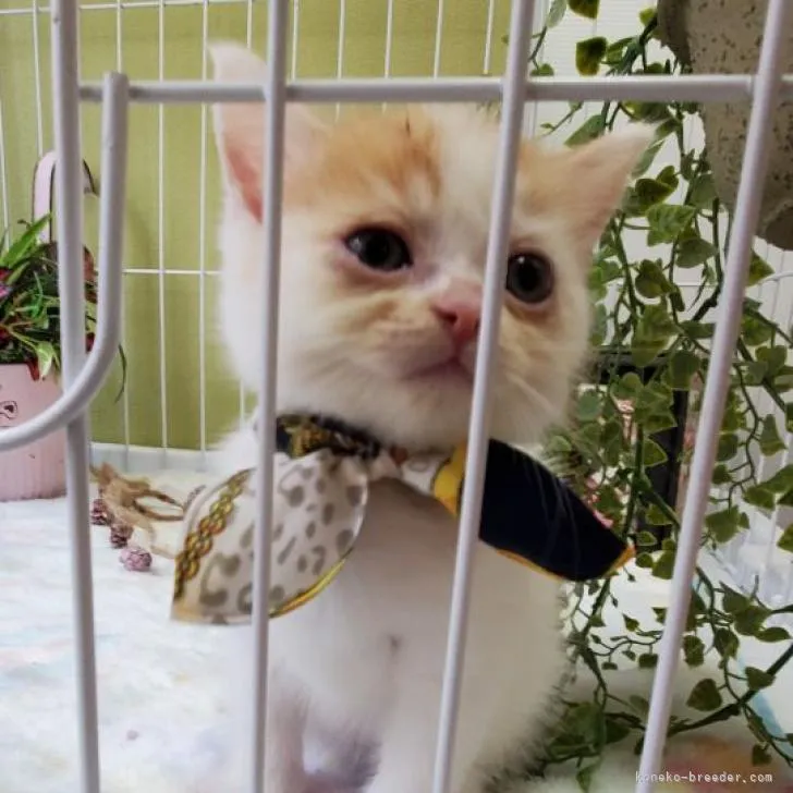 ID：2206-02979の子猫