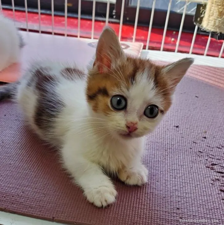 ID：2302-00090の子猫