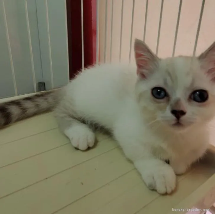 ID：2208-02617の子猫