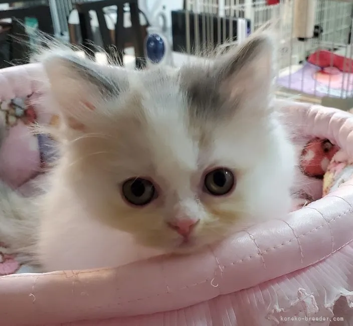 ID:2105-02382の子猫