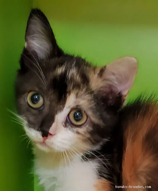 ID：2008-01755の子猫