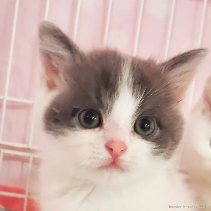 ID：2403-01059の子猫