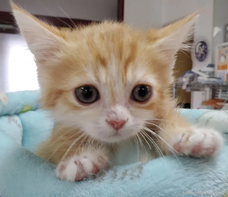 ID:2103-02078の子猫