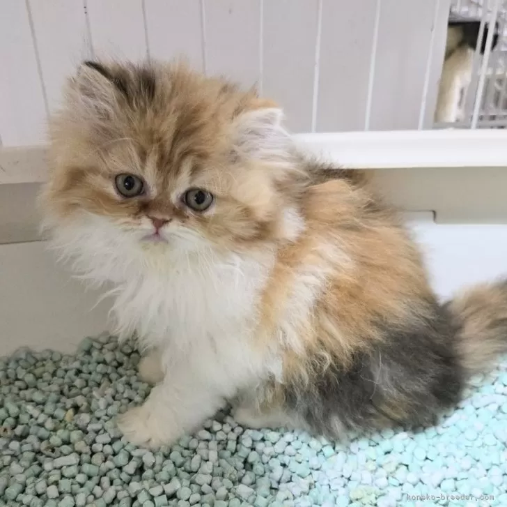 ID:2411-02660の子猫