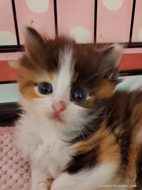 ID：2205-01158の子猫