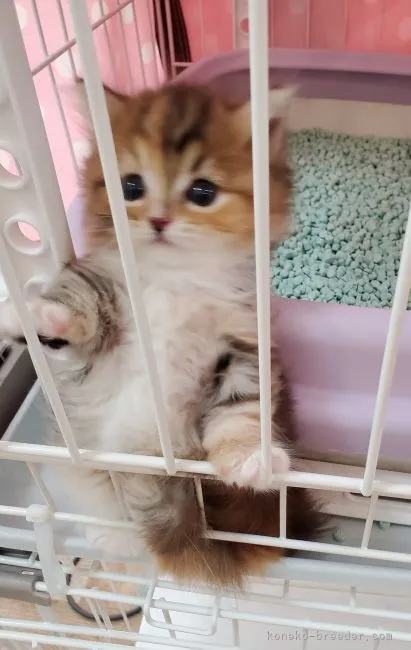 ID：2110-02073の子猫