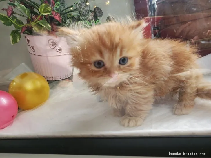 ふちゃ 様のお迎えした子猫
