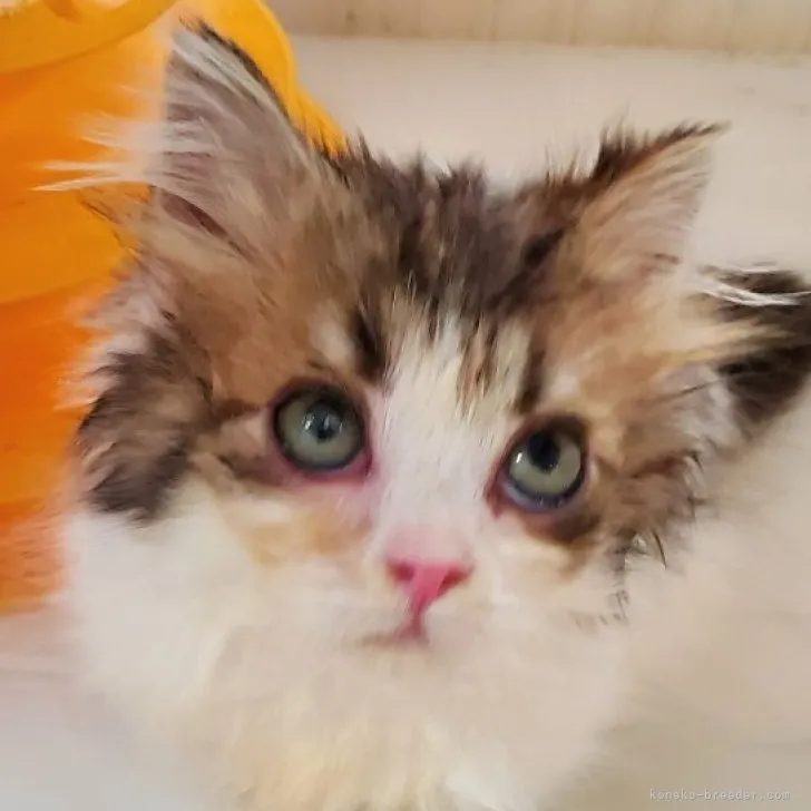 ID：2310-01750の子猫
