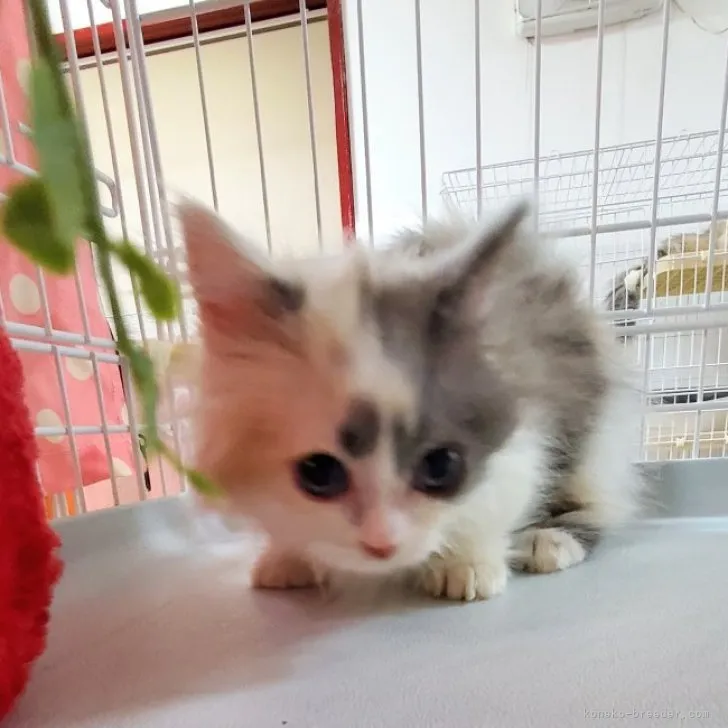 ID:2304-00518の子猫