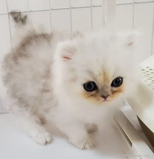 ID:2108-02025の子猫