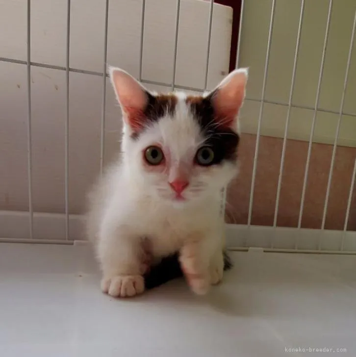 ID:2302-01395の子猫