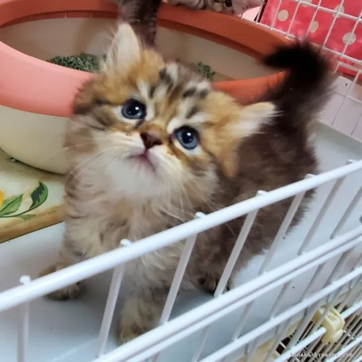 ID：2308-00961の子猫