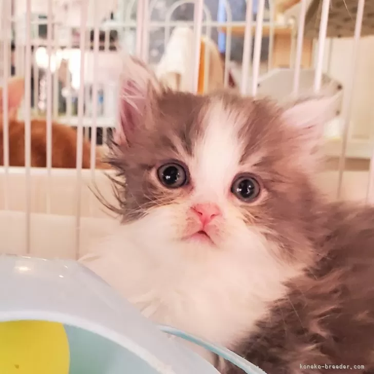 ID：2402-00060の子猫