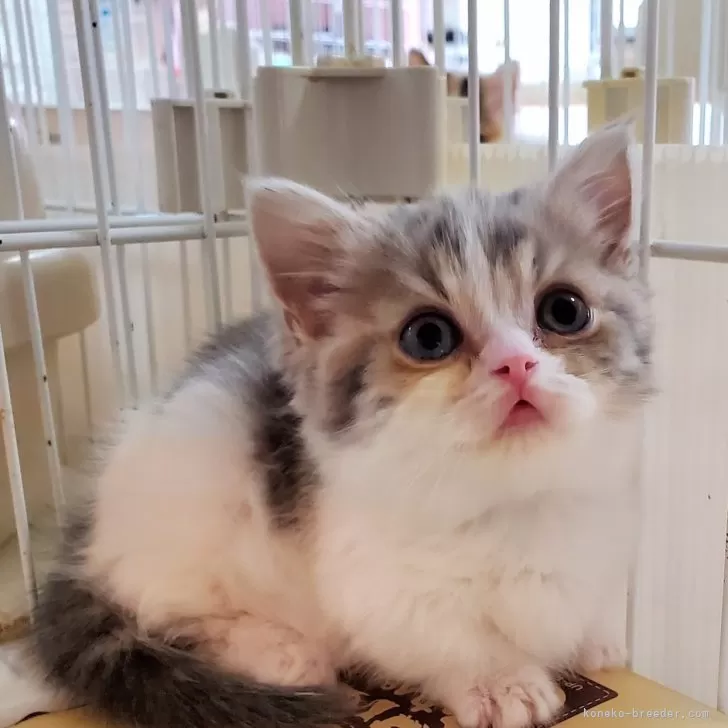 ID：2404-01010の子猫