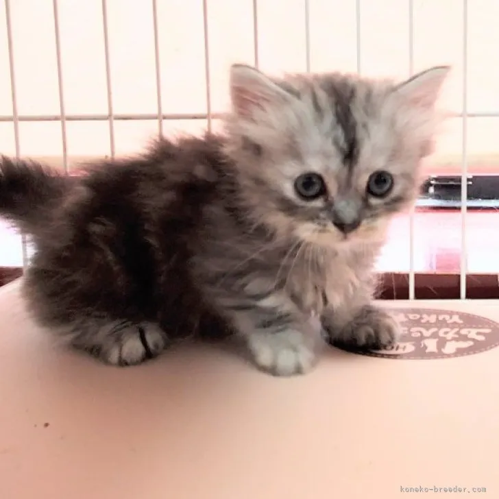 ID：2306-03405の子猫