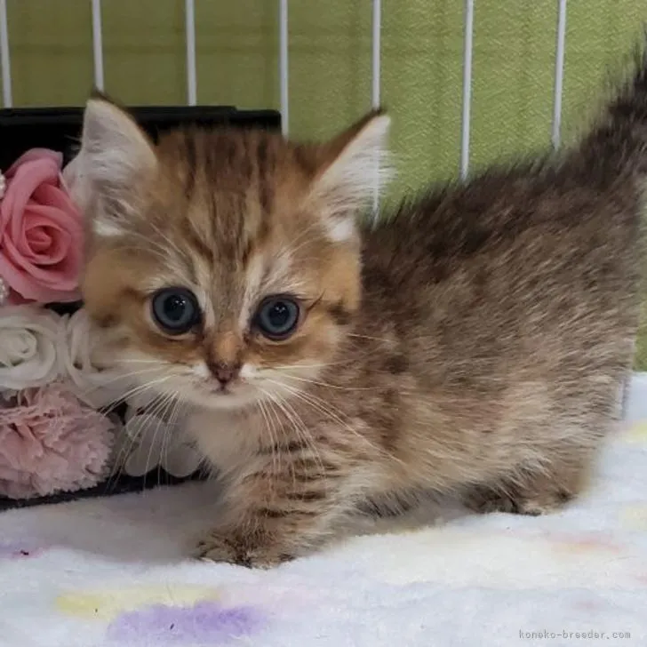 ID：2207-02429の子猫