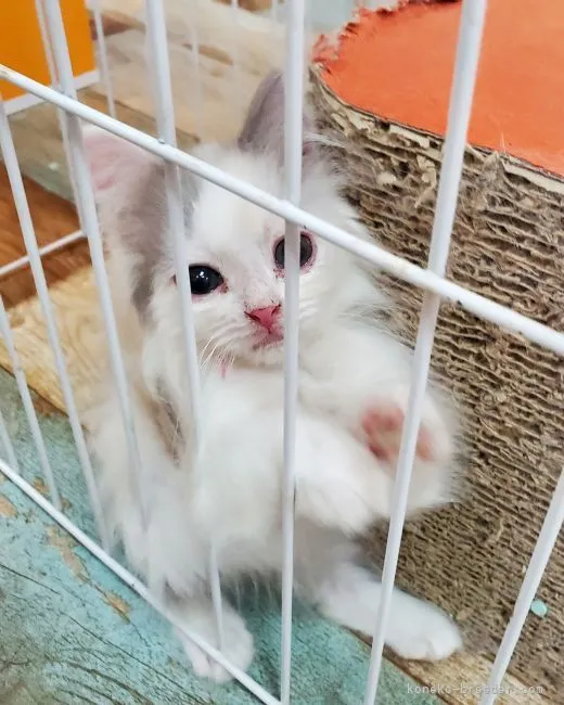 ID:2203-00408の子猫