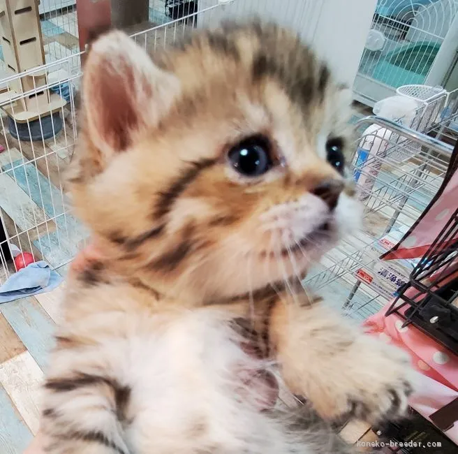 ID：2103-00629の子猫